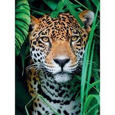 Jaguar In The Jungle (500pcs)