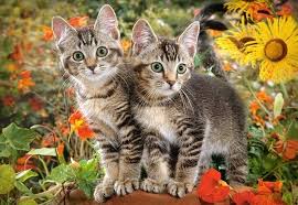 Kitten Buddies (1500pcs)