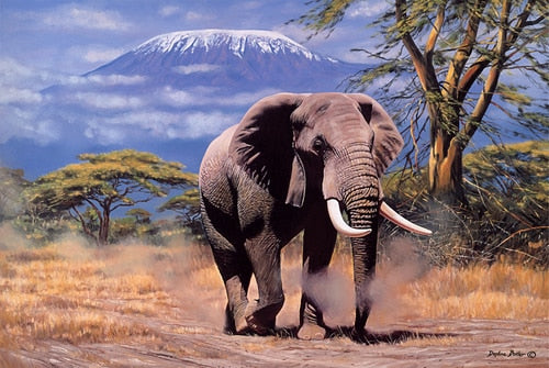 Elephant in Amboseli