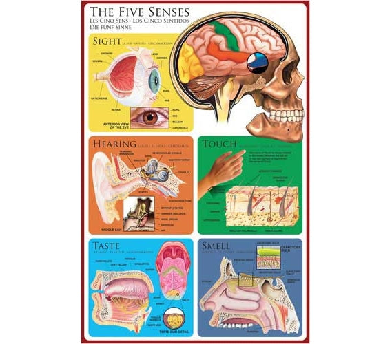 The Five Senses