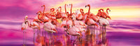 Flamingo Dance (Panorama) / (Dance des Flamants)