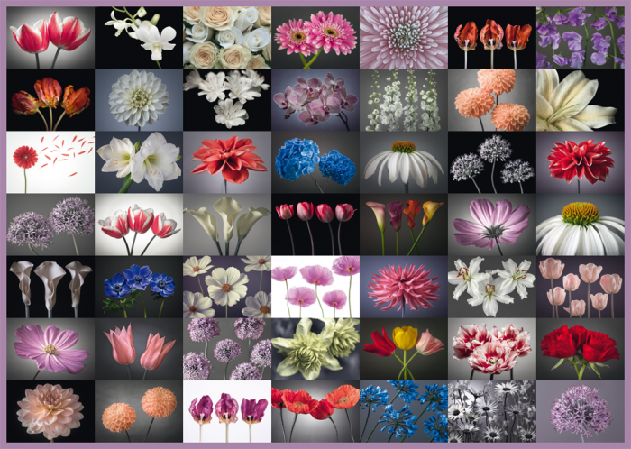 Salutation florale (2000pcs)