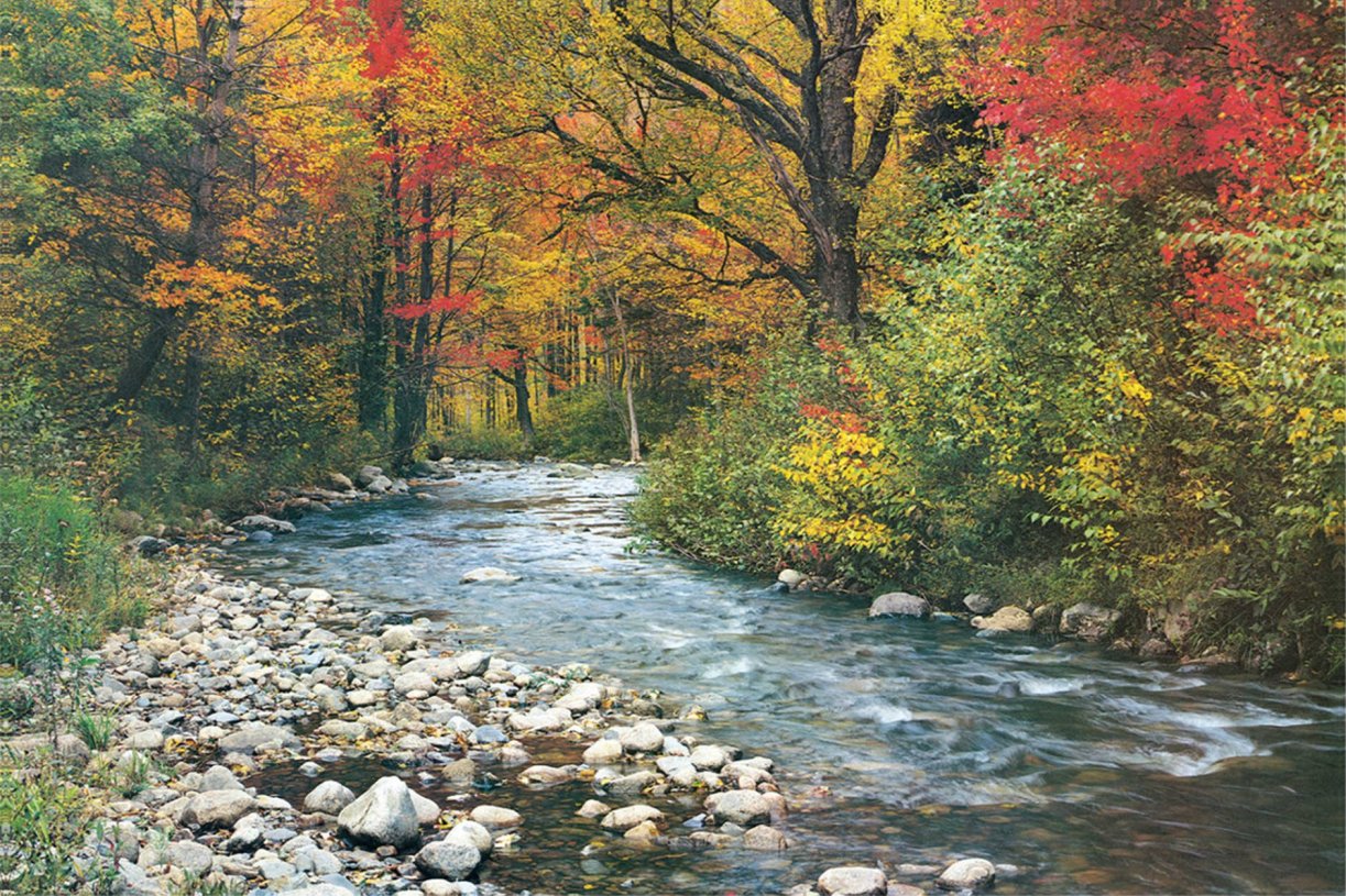 Forest Stream