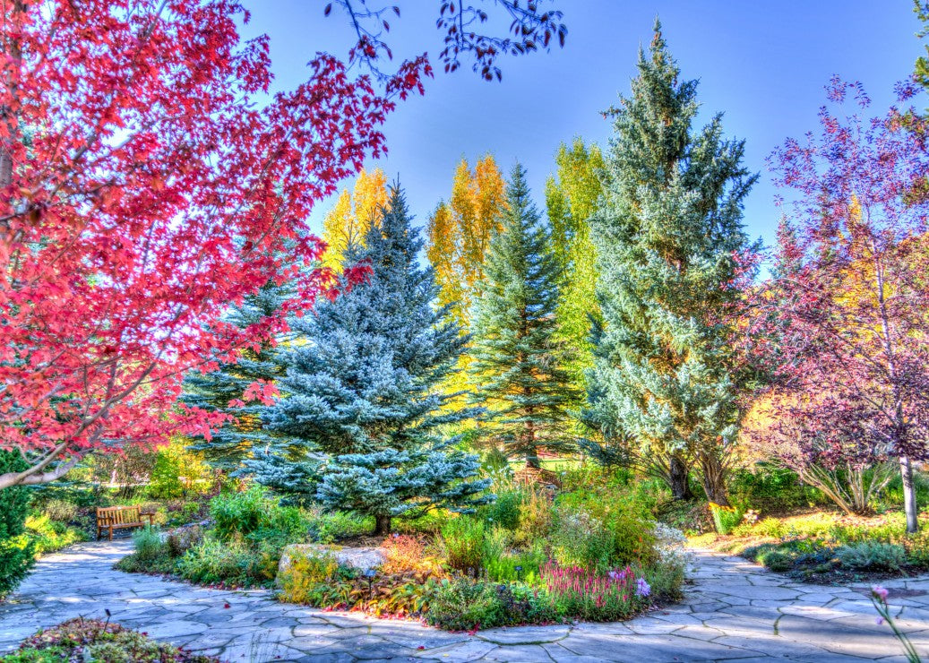 Colorful Forest, Colorado, USA (500pcs)