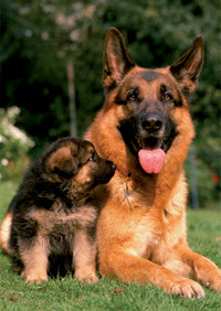 Animaux Mini Puzzle (allemand Sheppard)