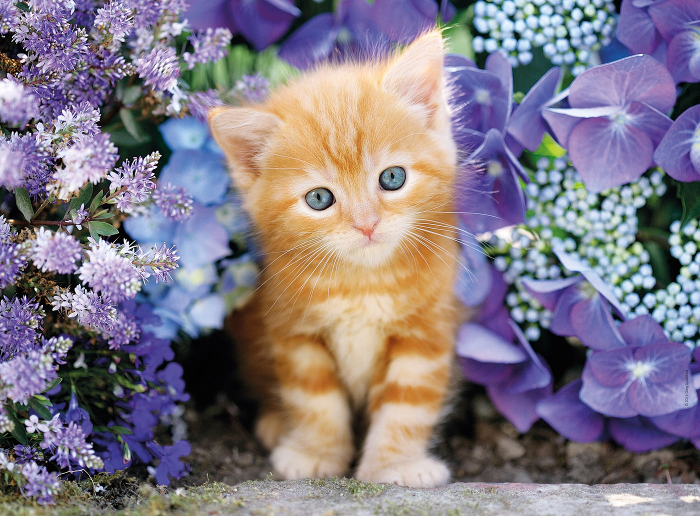 Ginger Cat in Flowers, Greg Cuddiford