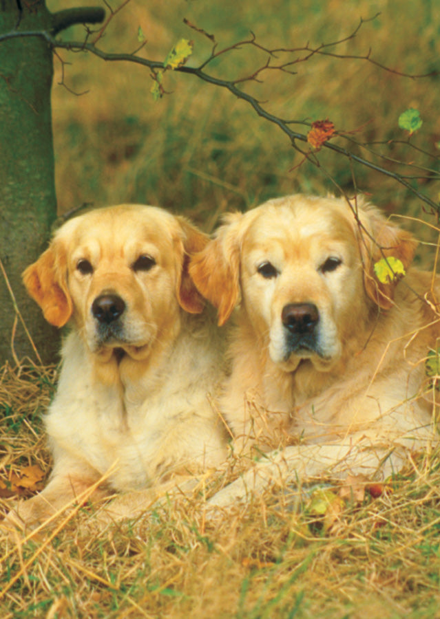 Animals Mini Puzzle (Golden Retriever)