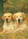 Animaux Mini Puzzle (Golden Retriever)