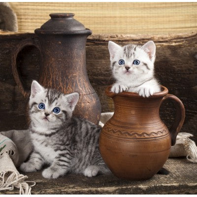 Kitten in Pot (1000pcs)