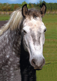 Mini puzzle des animaux (cheval gris)