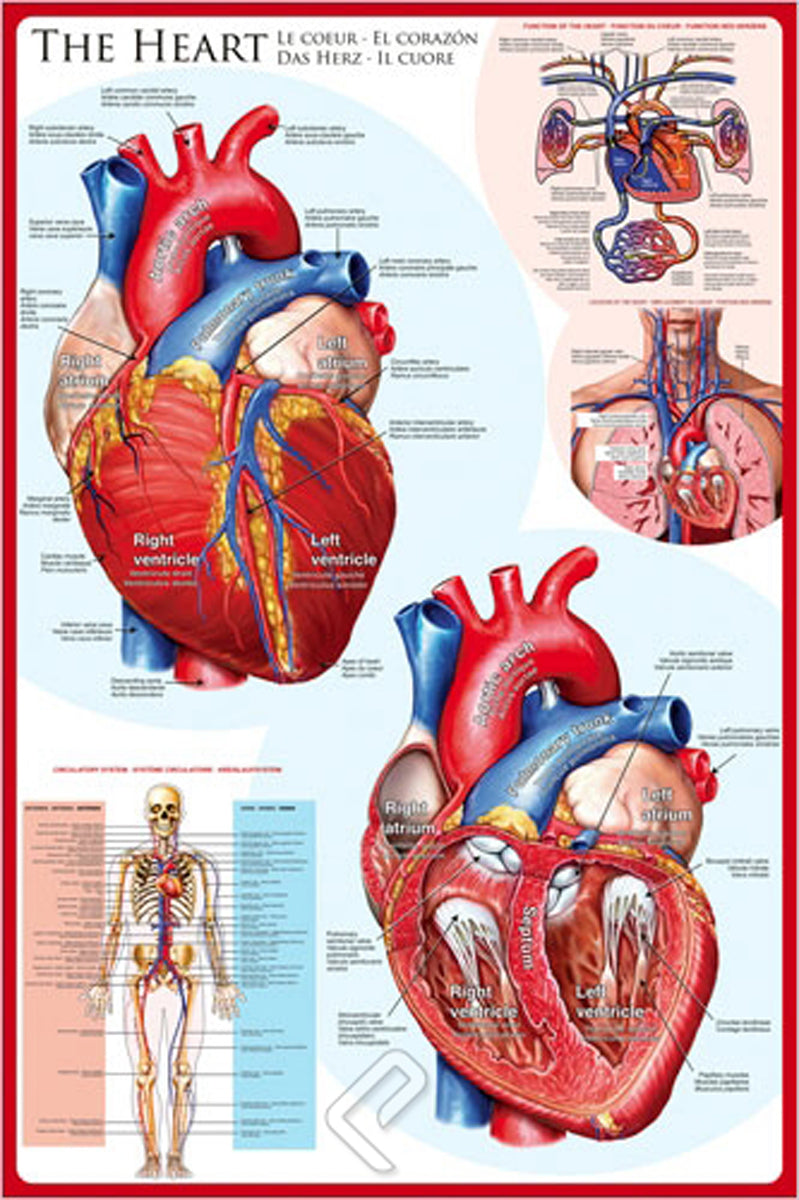 The Heart | Le Coeur