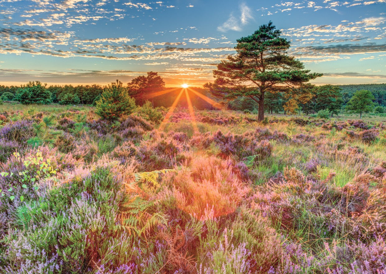 Heather at Sunset, Assaf Frank