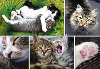 Juste des choses de chat (collage)