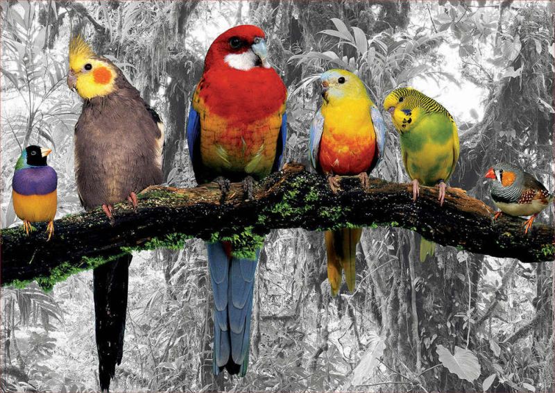 Oiseaux dans la jungle - noir et blanc coloré