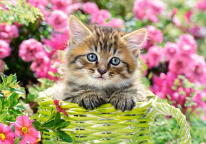 Chaton dans Flower Garden, Greg Cuddiford
