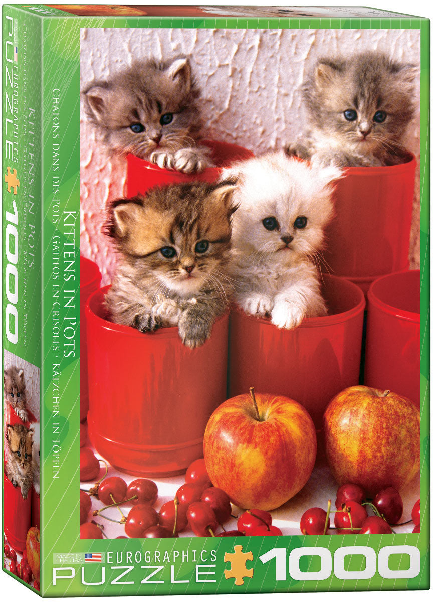 Kittens in Pots