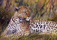 Roi de la savane, Jason Morgan