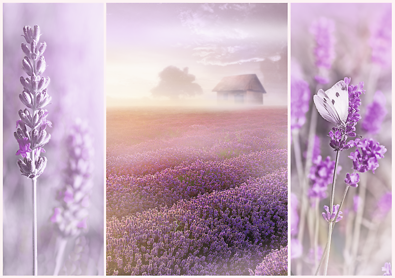 Lavender Fields