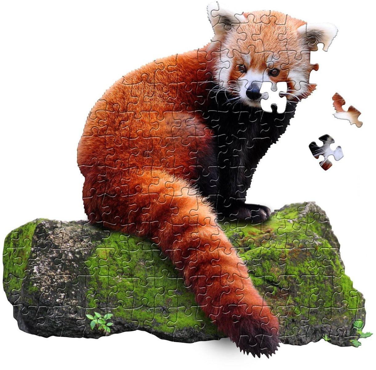 Je suis Lil 'Red Panda (100pcs)