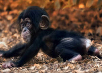 Monkey Business (100pcs)