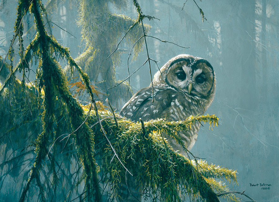 Branches moussies - Chouette tachetée, Robert Bateman