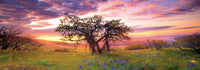 Oak Tree, AVH (panoramique) (2000pcs)