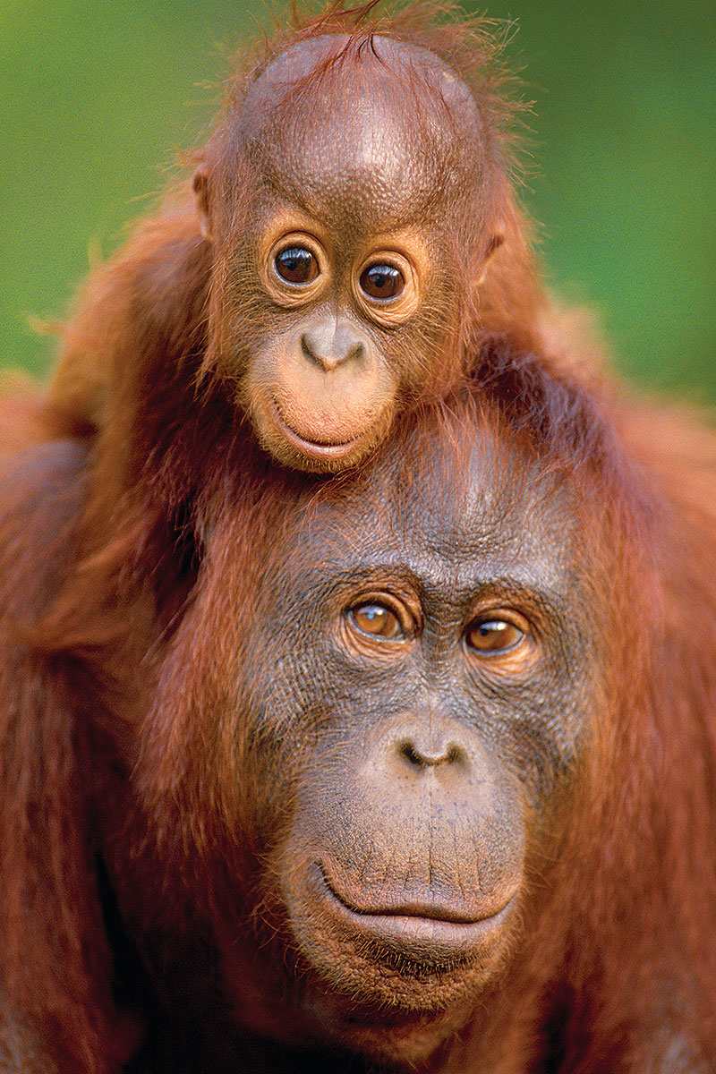 Orangutan & Baby