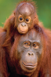 Orang-outan et bébé