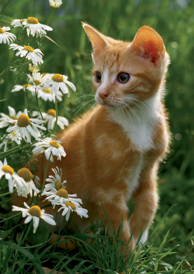 Animals Mini Puzzle (Brown Cat)