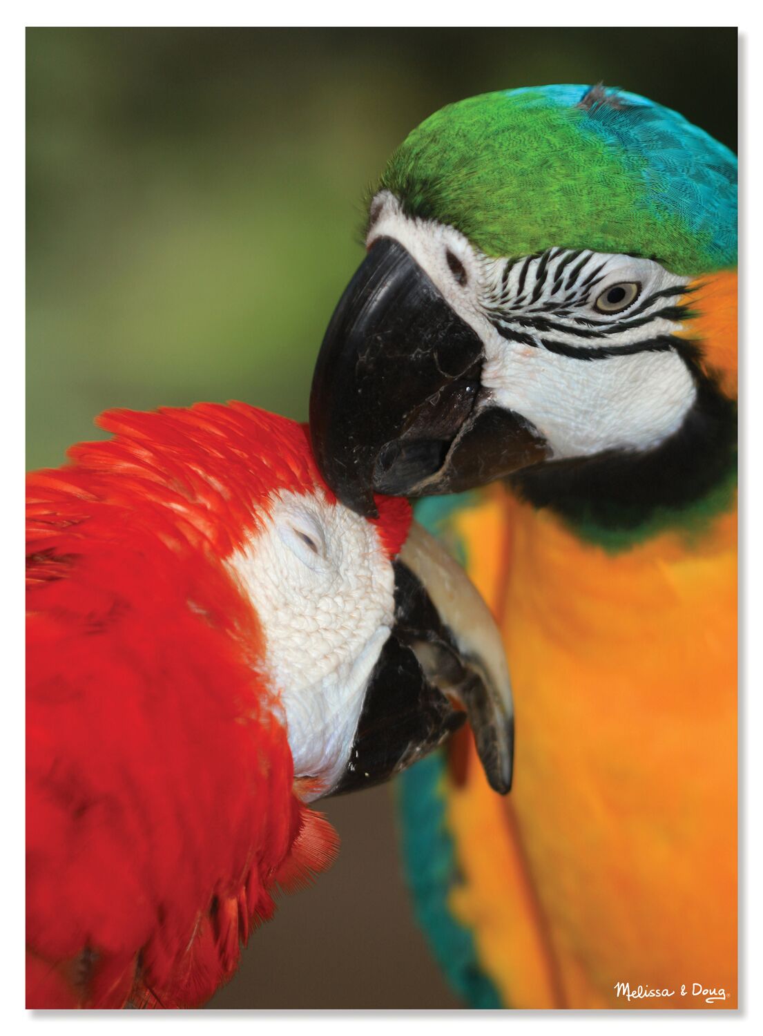 Parrot Pals