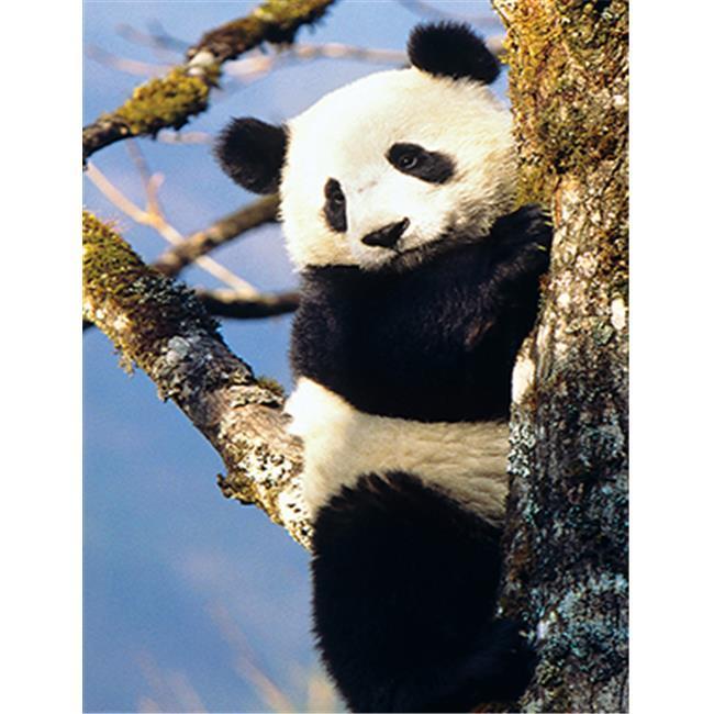 Panda Bear