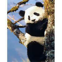 Ours de panda