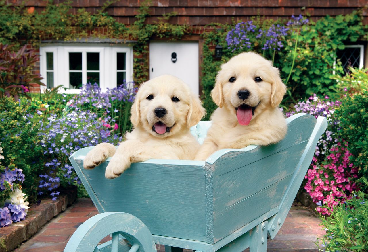 Chiots dans une brouette, Greg Cuddiford