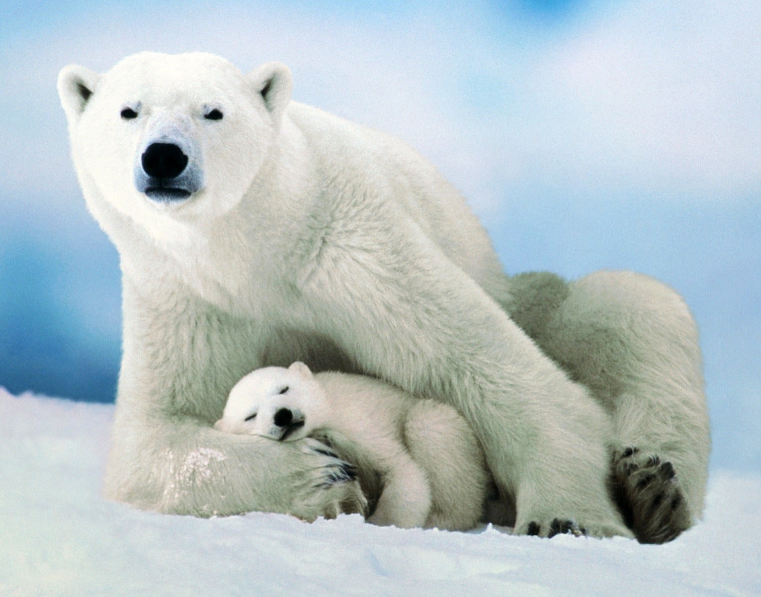 Polar Bear and Baby