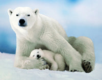 Ours polaire et bébé