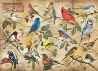 Popular Backyard Birds of North America, Catherine McClung