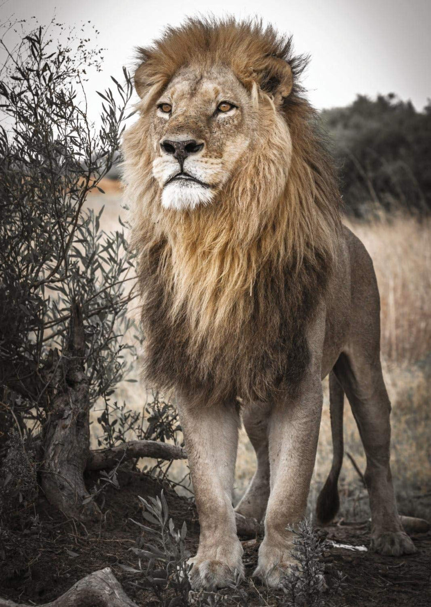 Proud Lion