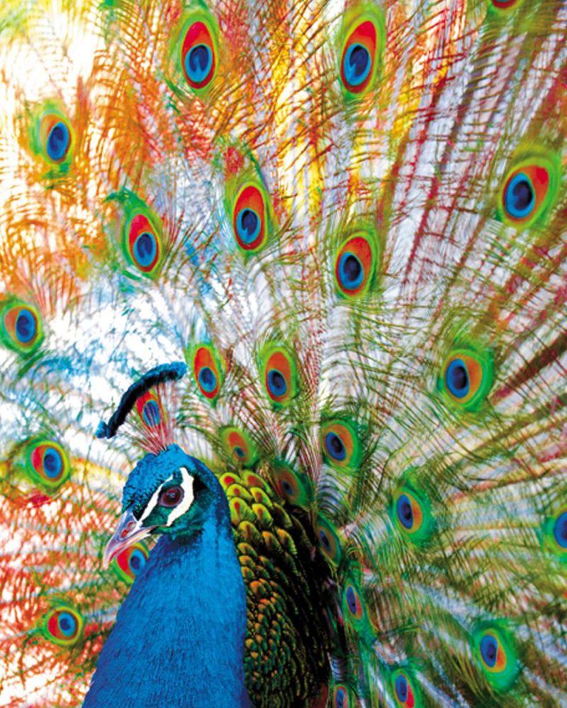 Proud Peacock