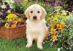 Chiot labrador dans le jardin