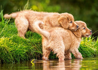 Puppies by the River
