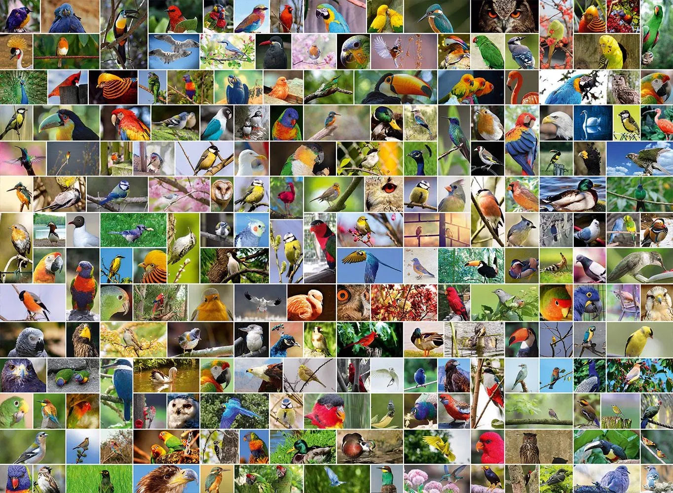 Les plus beaux oiseaux du monde - Collage (4000pcs)