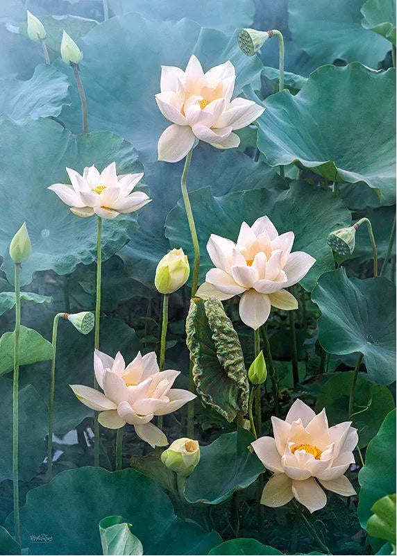 White Lotus (1000pcs)