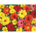 Ravensburger Delightful Daisies