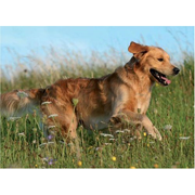 Ravensburger gambade Hound - chien dans un champ de fleurs