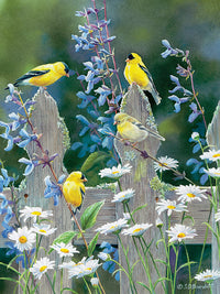 Quatuor Goldfinch
