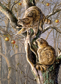 Ronders Ringtail, Jack Paluh