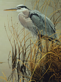Great Blue Heron, Robert Bateman