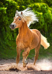 Running Haflinger