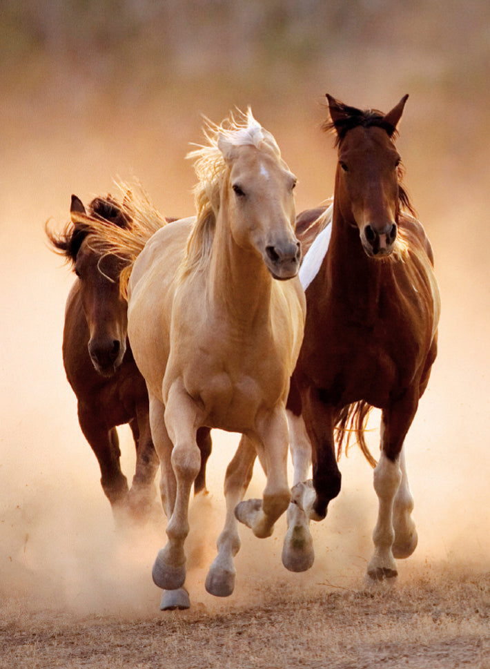 Horses de course