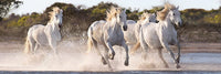 Running Horses